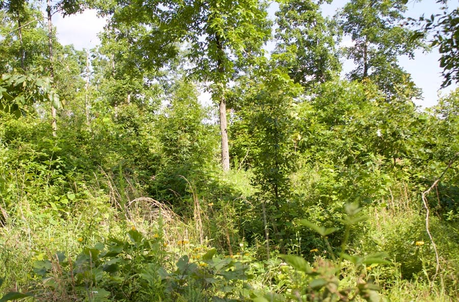 Thunder Mountain Ranch Tract 4 photo 10