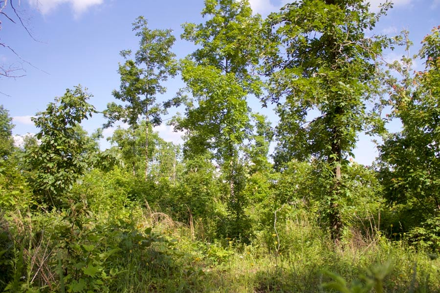 Thunder Mountain Ranch Tract 4 photo 11