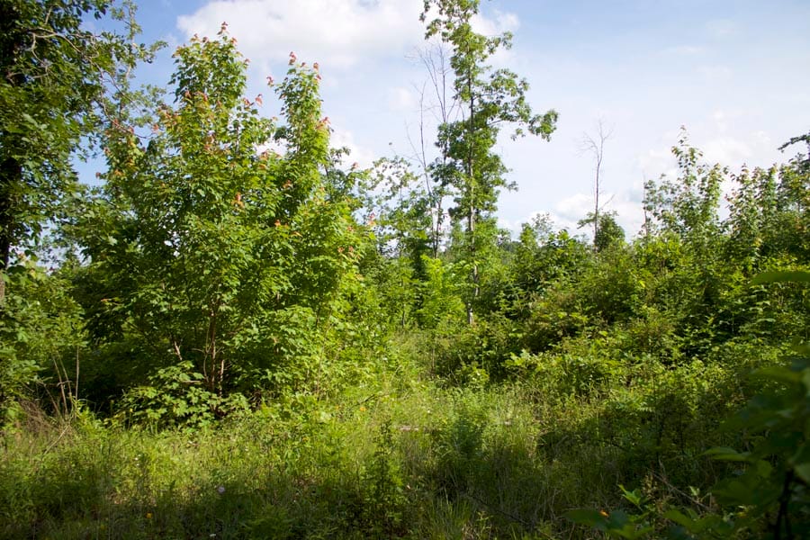 Thunder Mountain Ranch Tract 4 photo 12