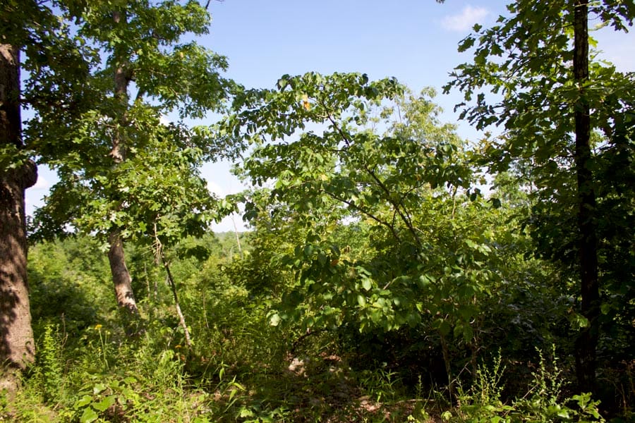 Thunder Mountain Ranch Tract 4 photo 13
