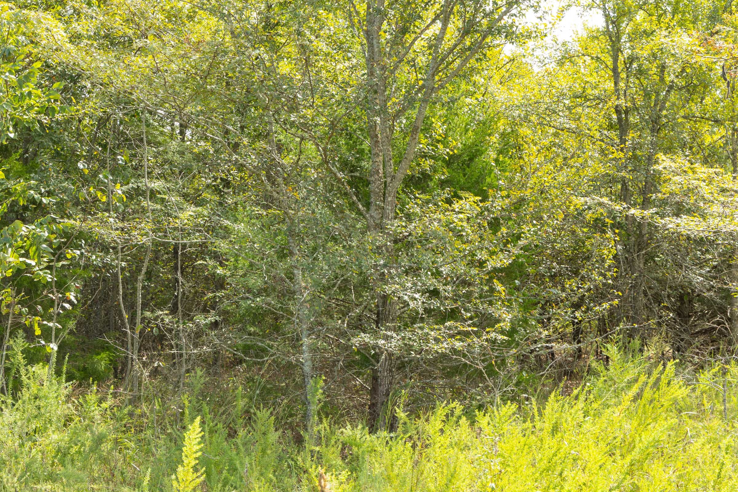 Reserves At Cattail Cove Phase II Tract 68 photo 7