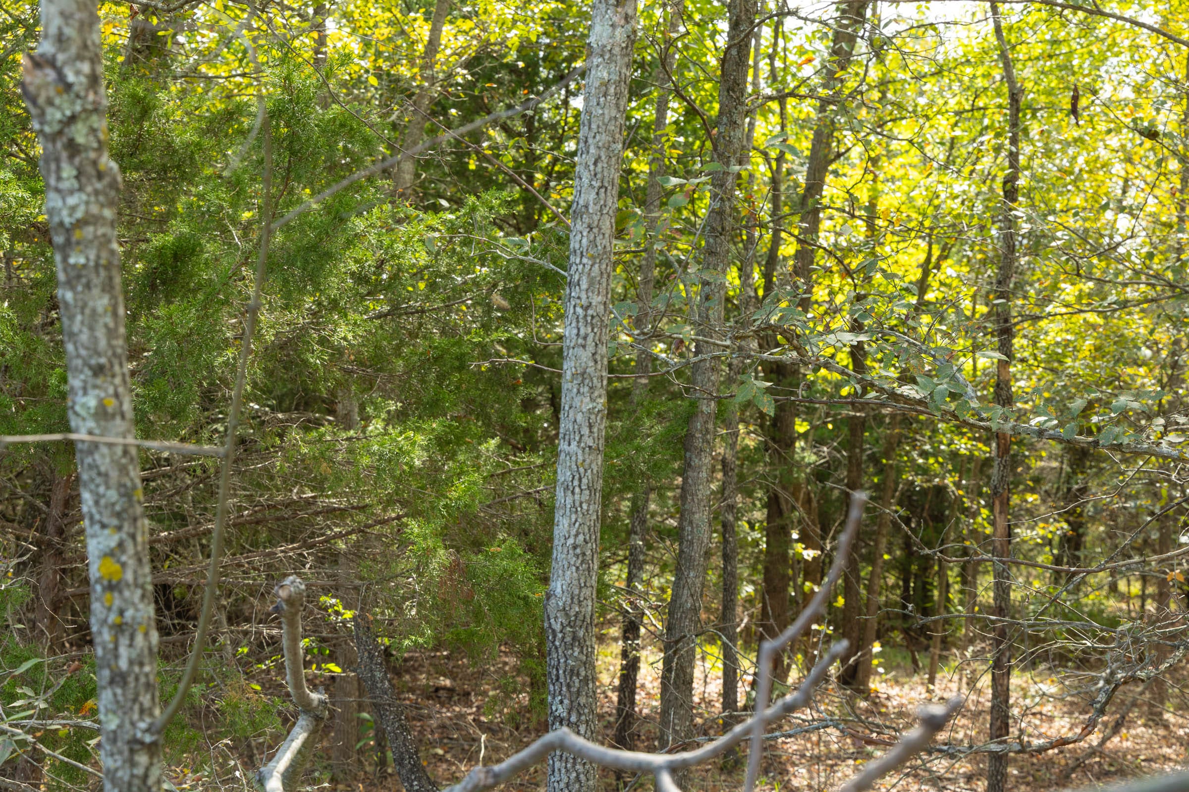 Reserves At Cattail Cove Phase II Tract 68 photo 6