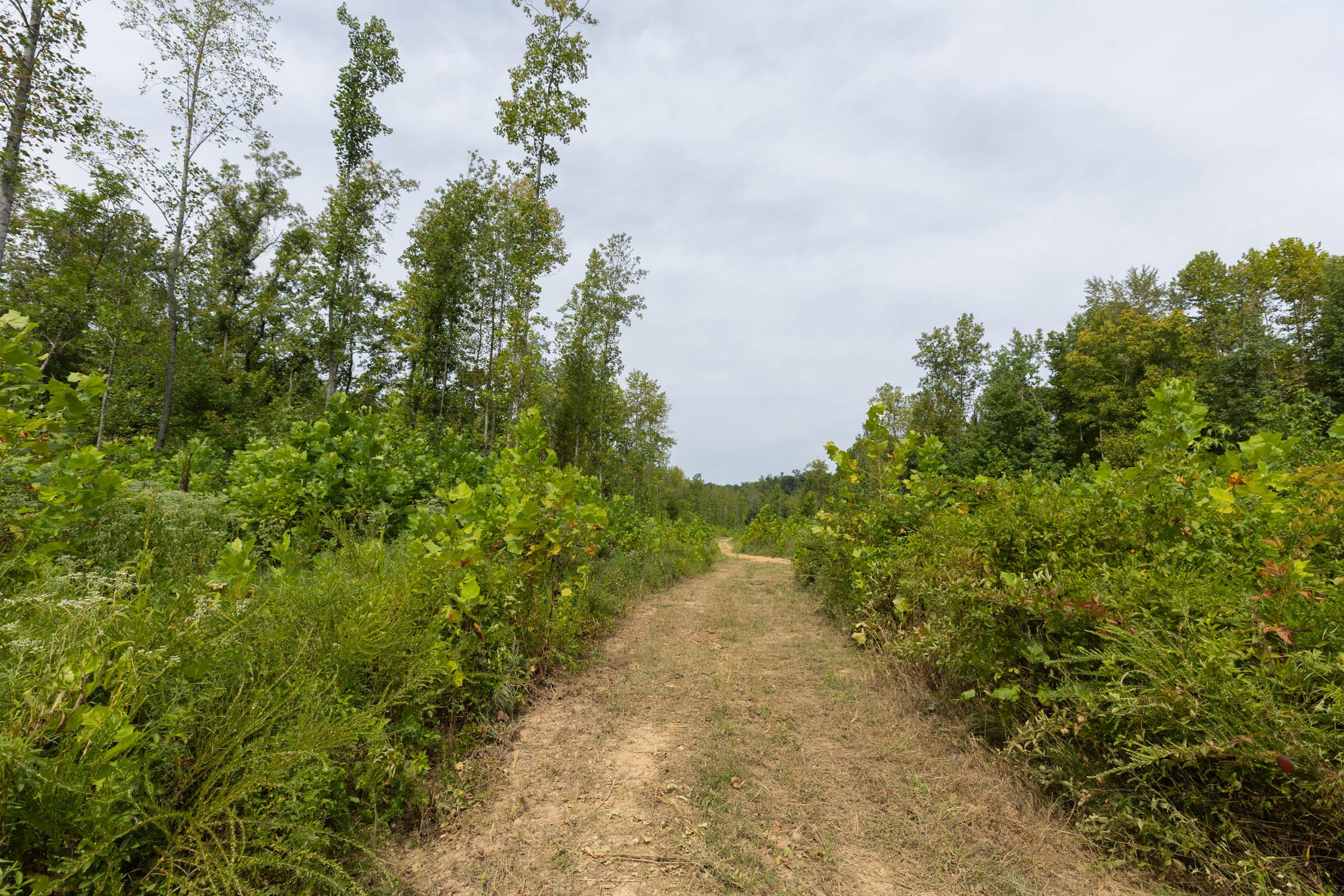 Big White Oak Tract 126 photo 9