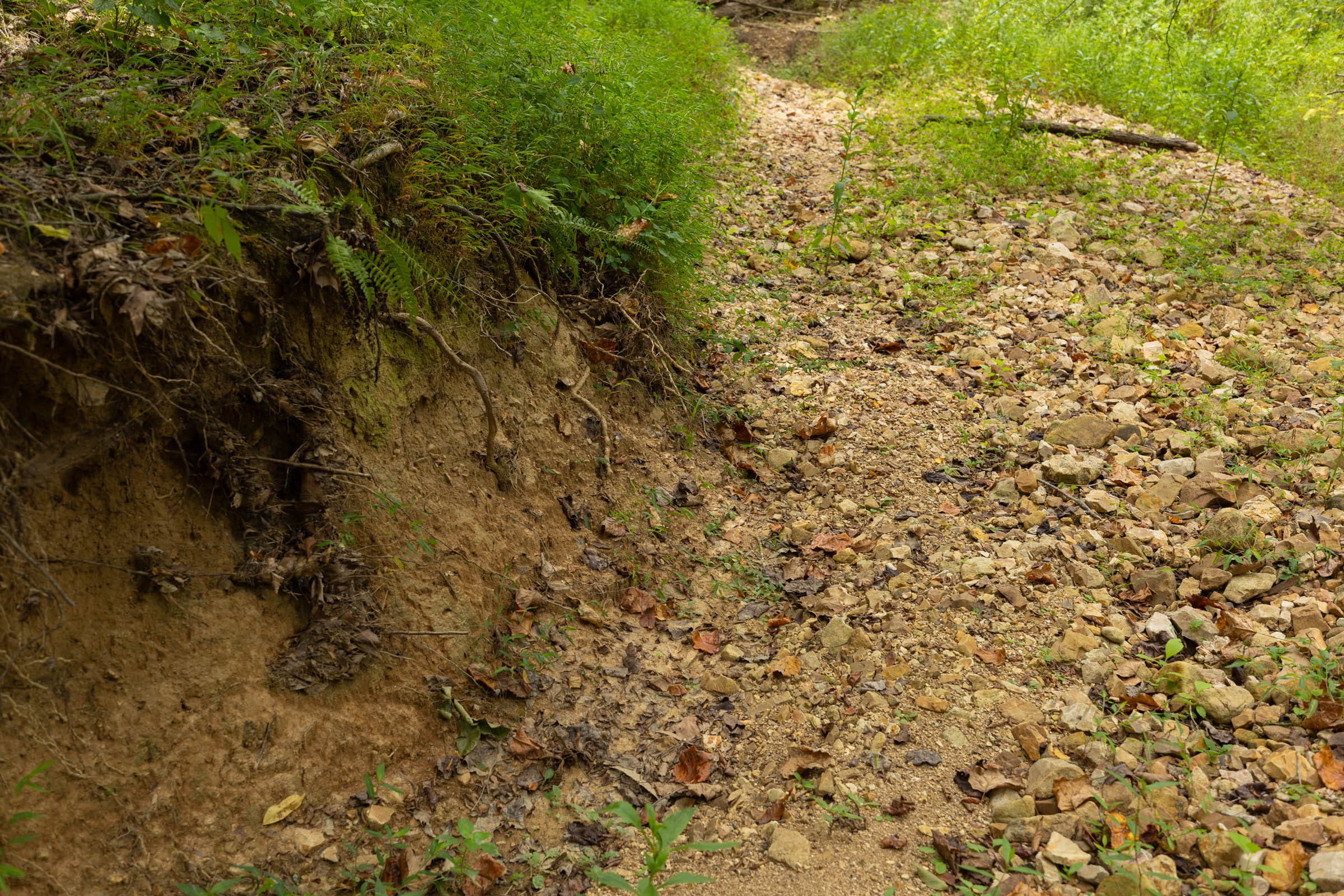 Big White Oak Tract 126 photo 8