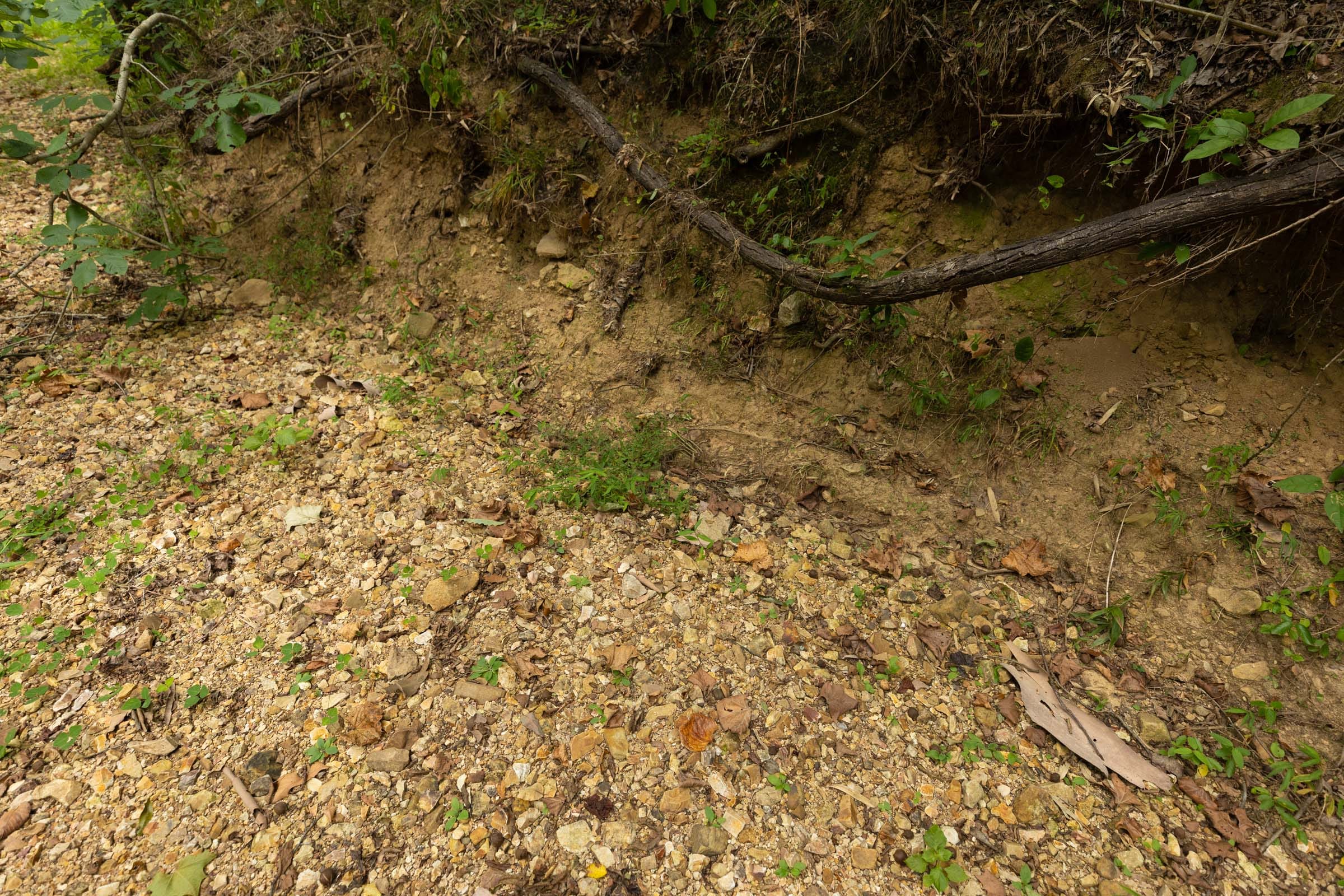 Big White Oak Tract 126 photo 7