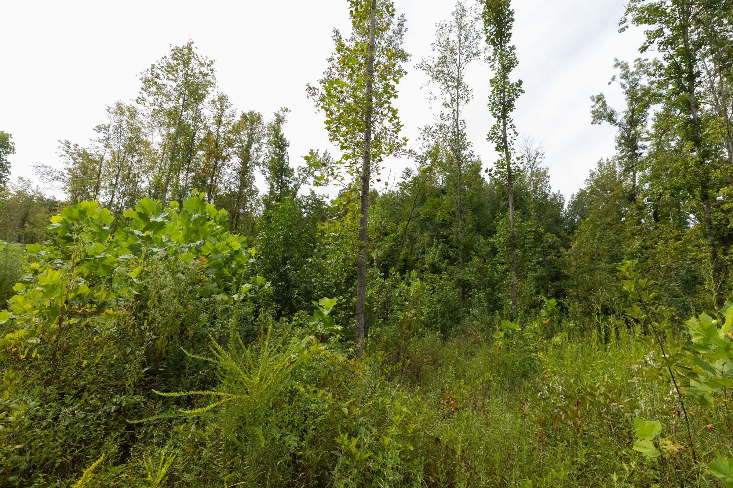 Big White Oak Tract 126 photo 6