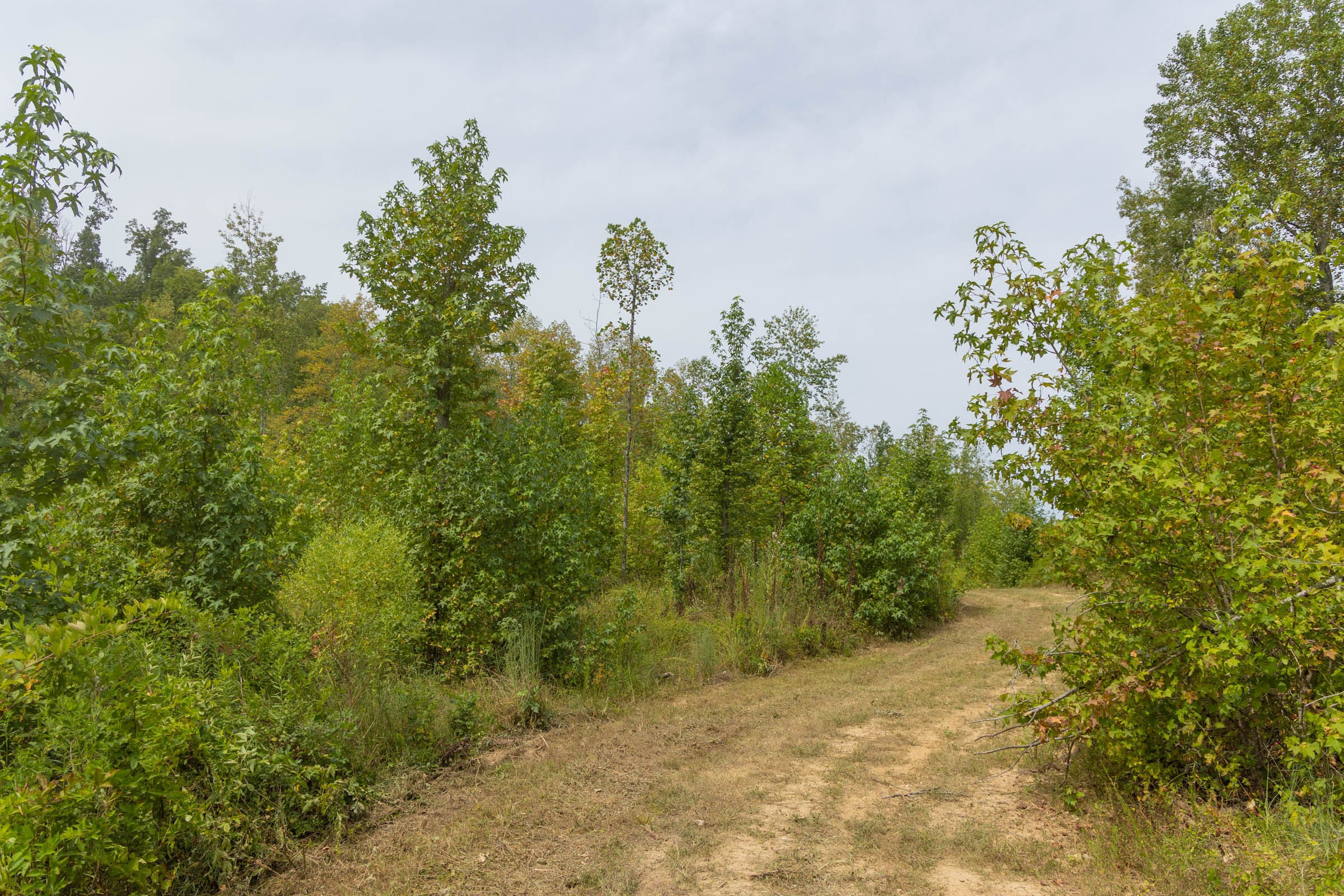 Big White Oak Tract 126 photo 5