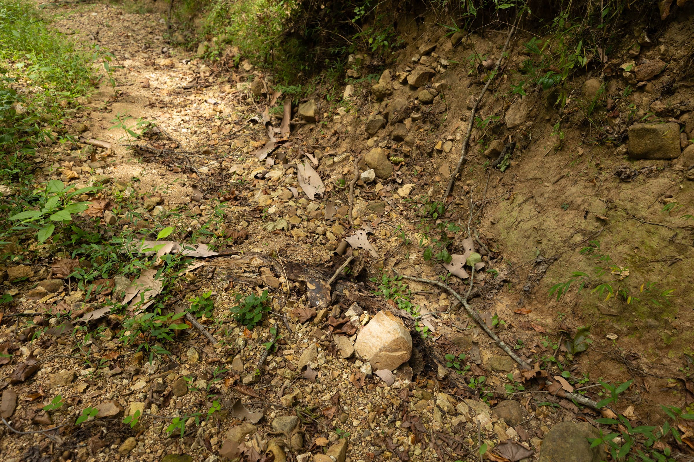 Big White Oak Tract 126 photo 4