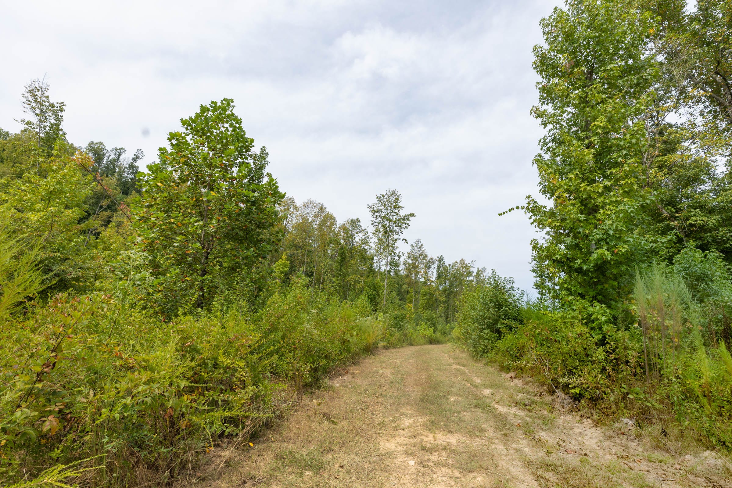 Big White Oak Tract 126 photo 3