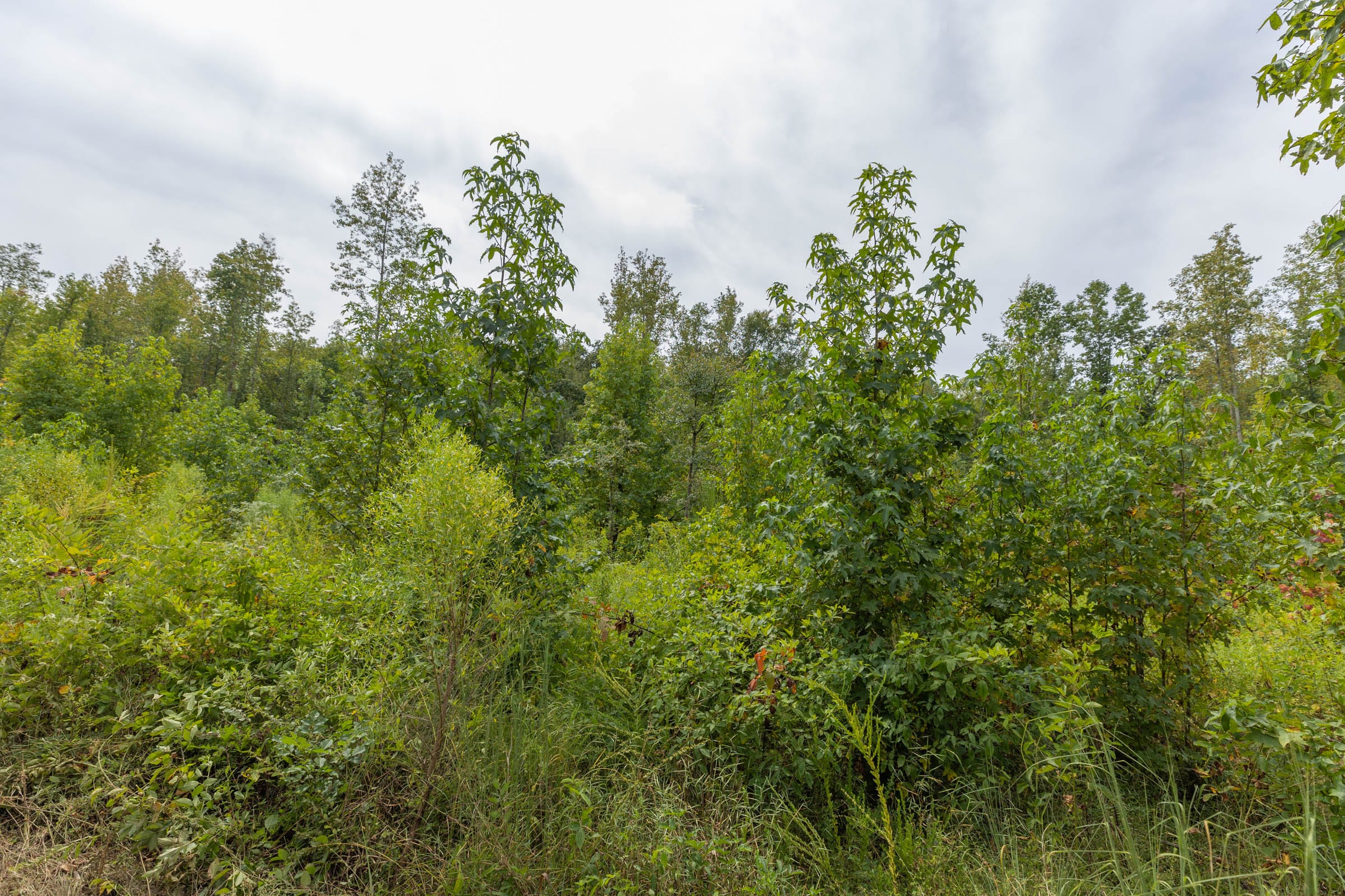 Big White Oak Tract 126 photo 2