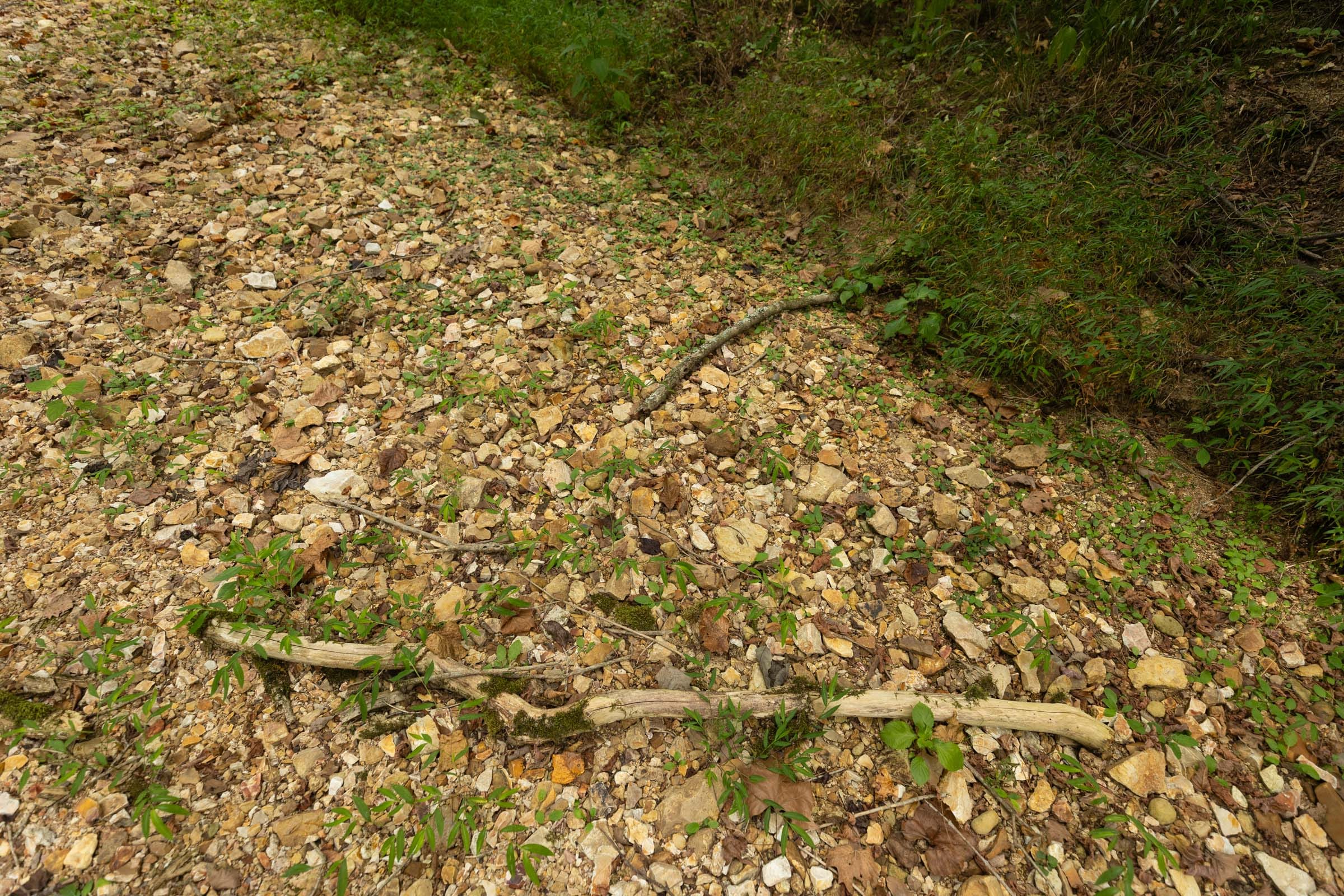 Big White Oak Tract 126 photo 1