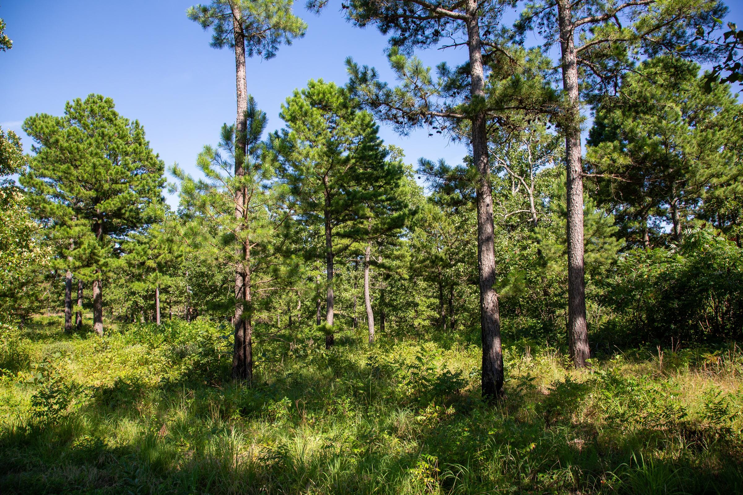 Tyler Stone Ranch Tract 11 photo 11