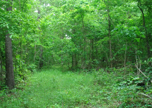 Whispering Oaks Tract 10 photo 4