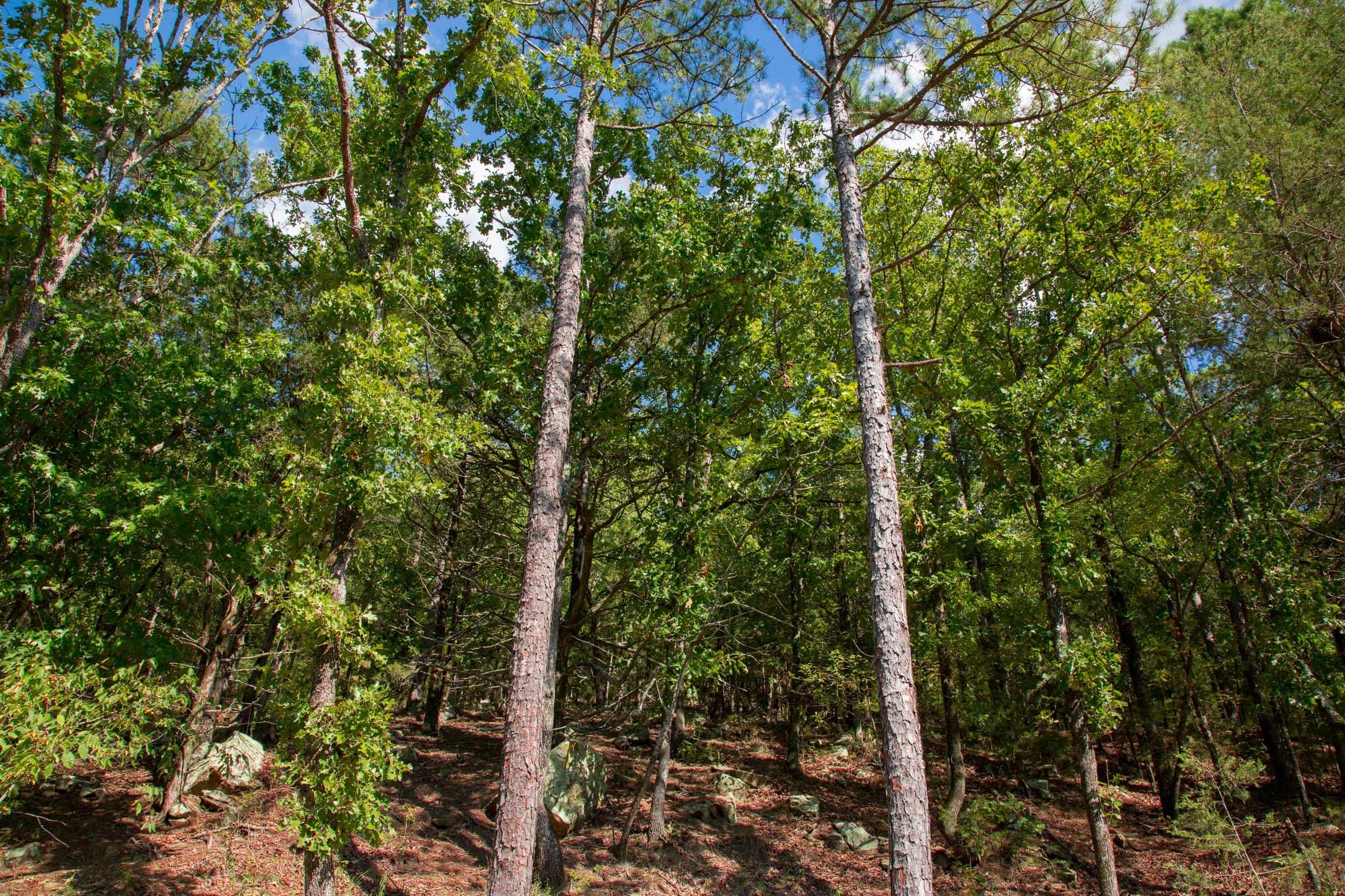 Stone Creek Phase II Tract 263 photo 5