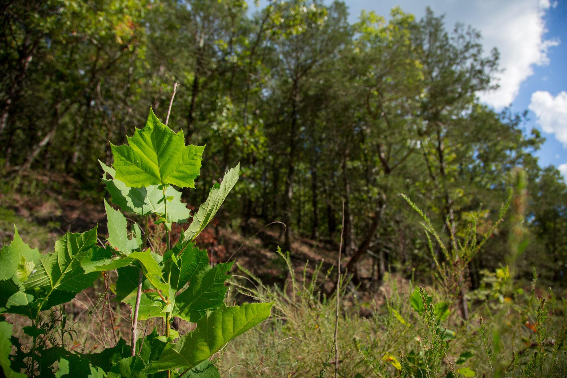 Stone Creek Phase II Tract 263 photo 9