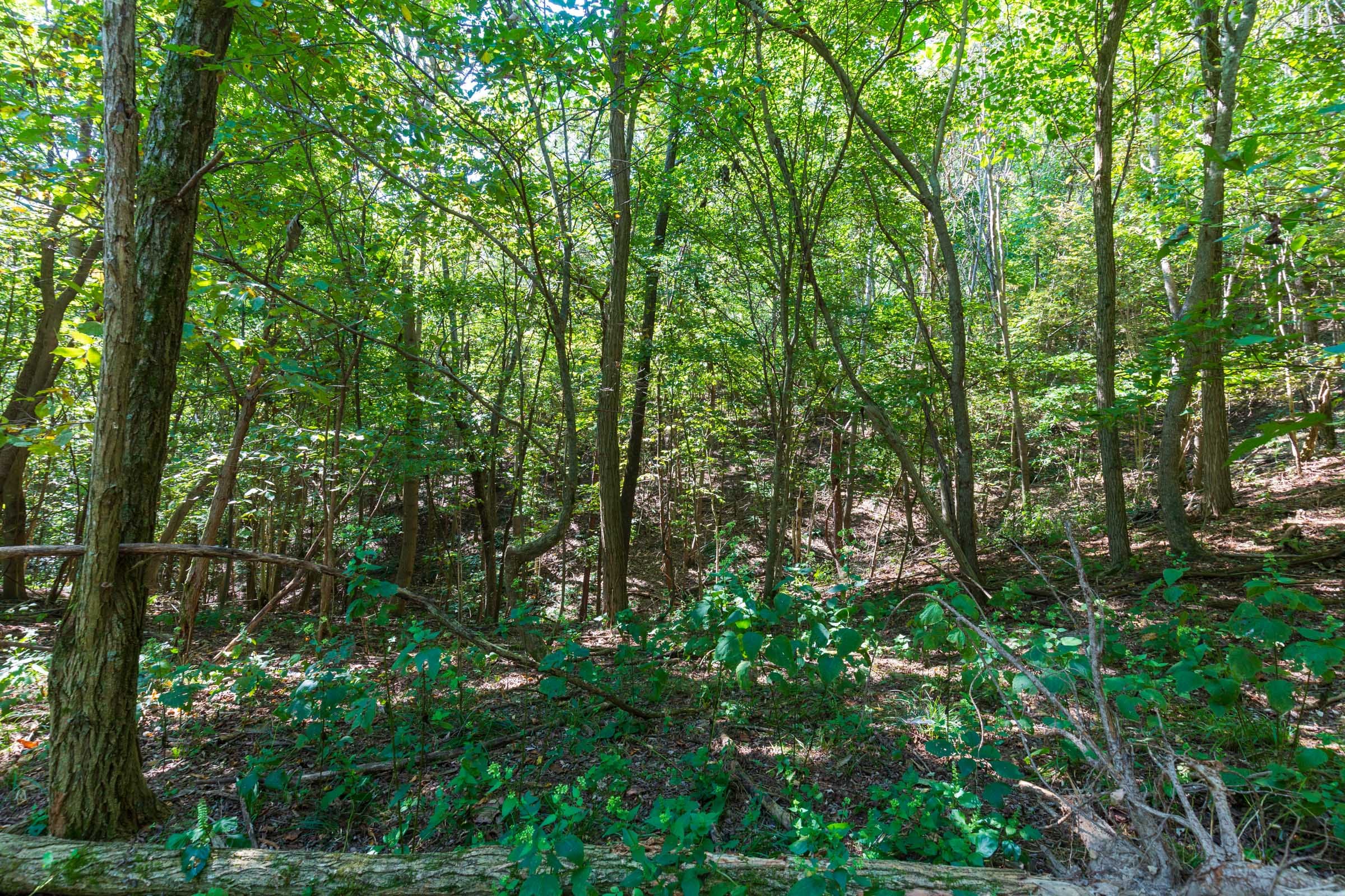 Redemption Ridge Tract 11 photo 2