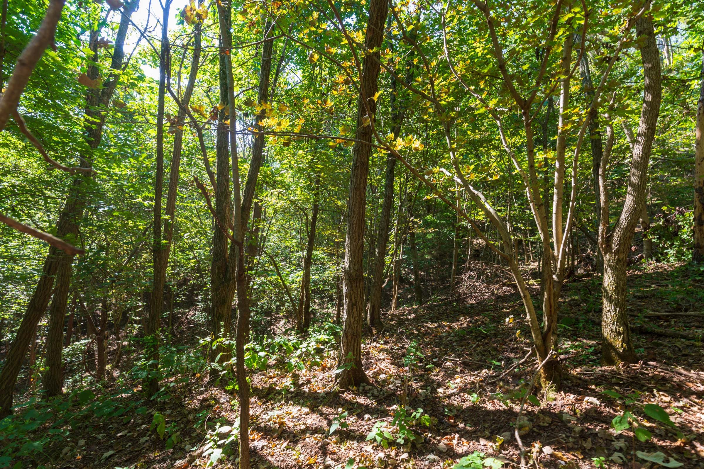 Redemption Ridge Tract 11 photo 3