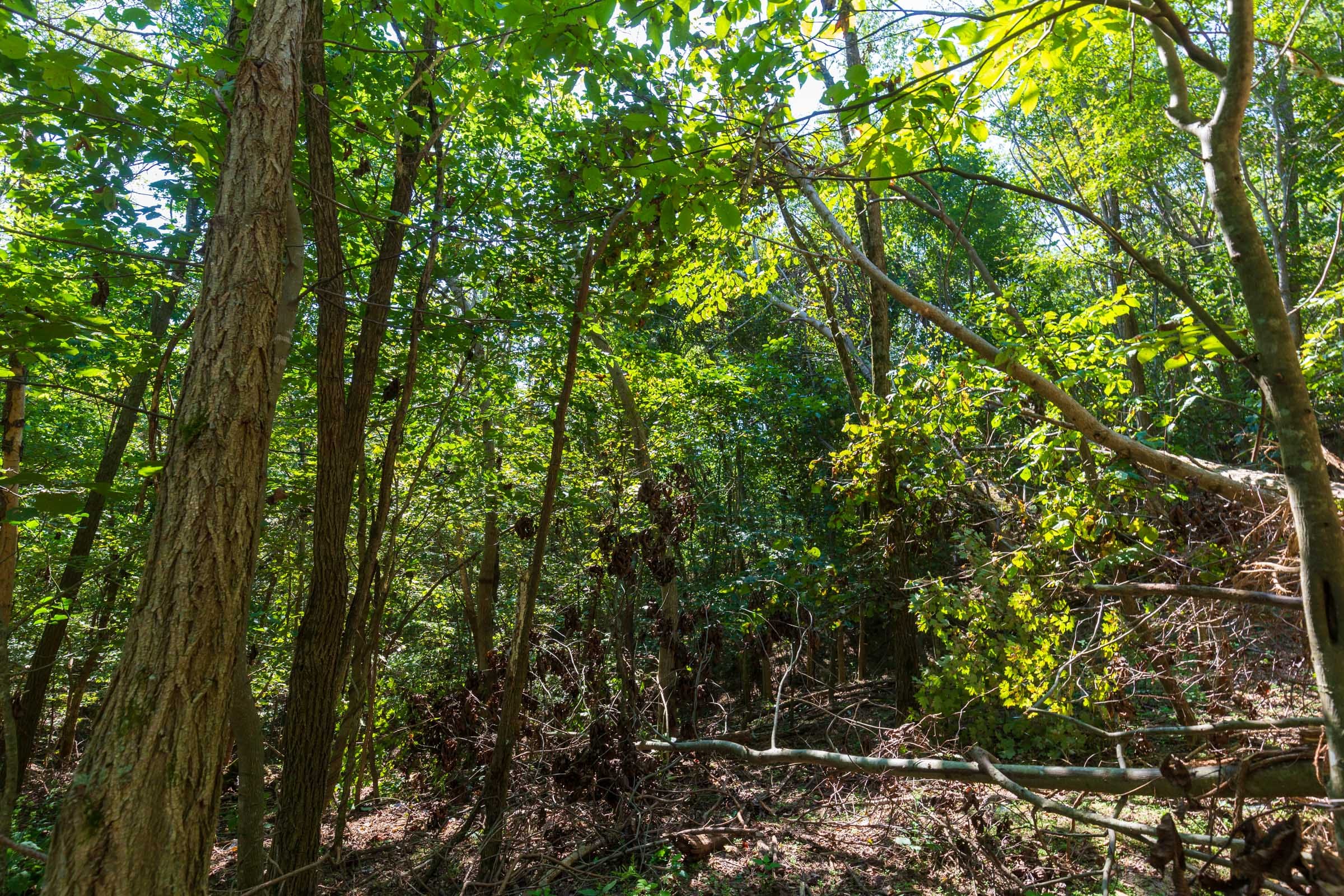 Redemption Ridge Tract 11 photo 7
