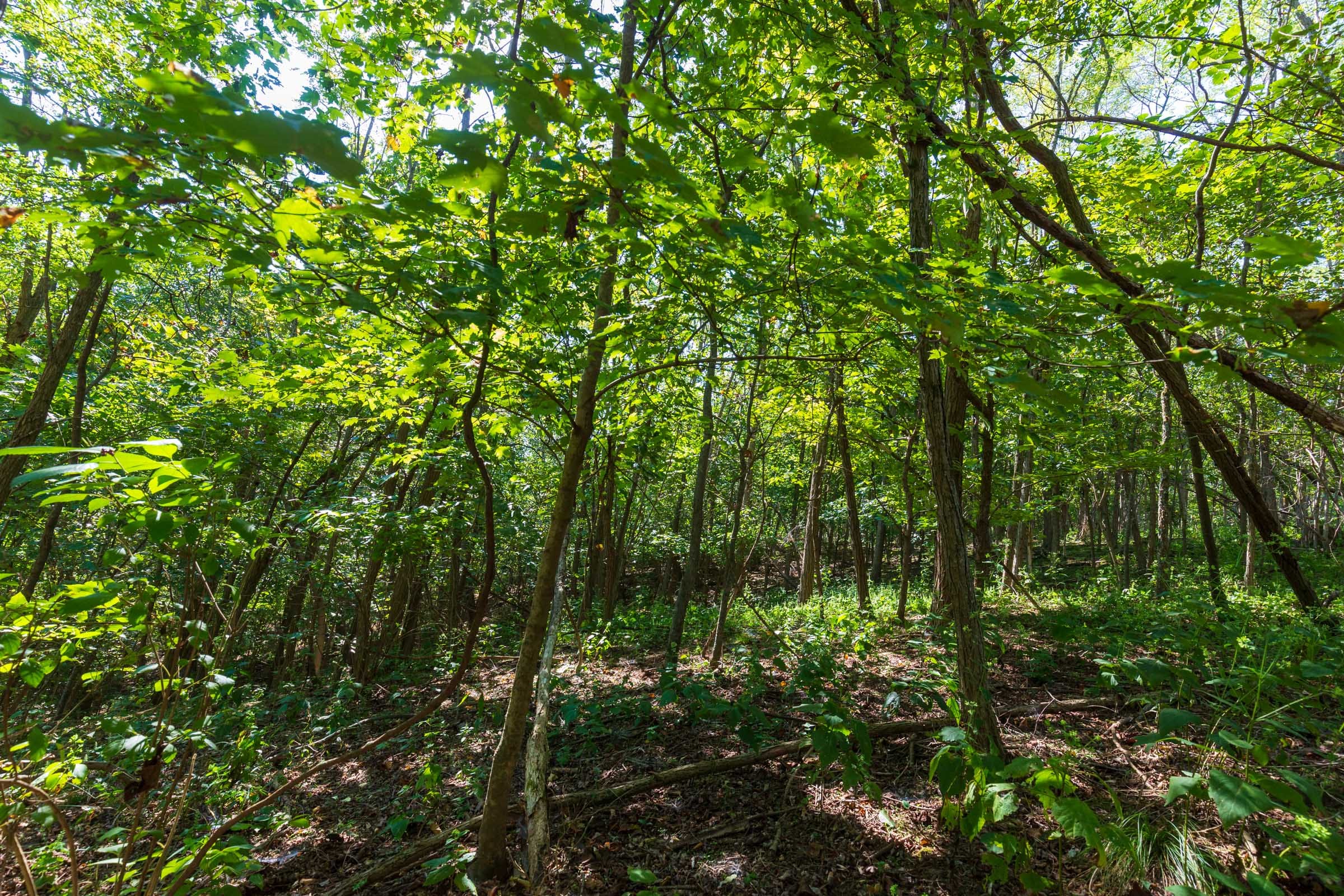 Redemption Ridge Tract 11 photo 5