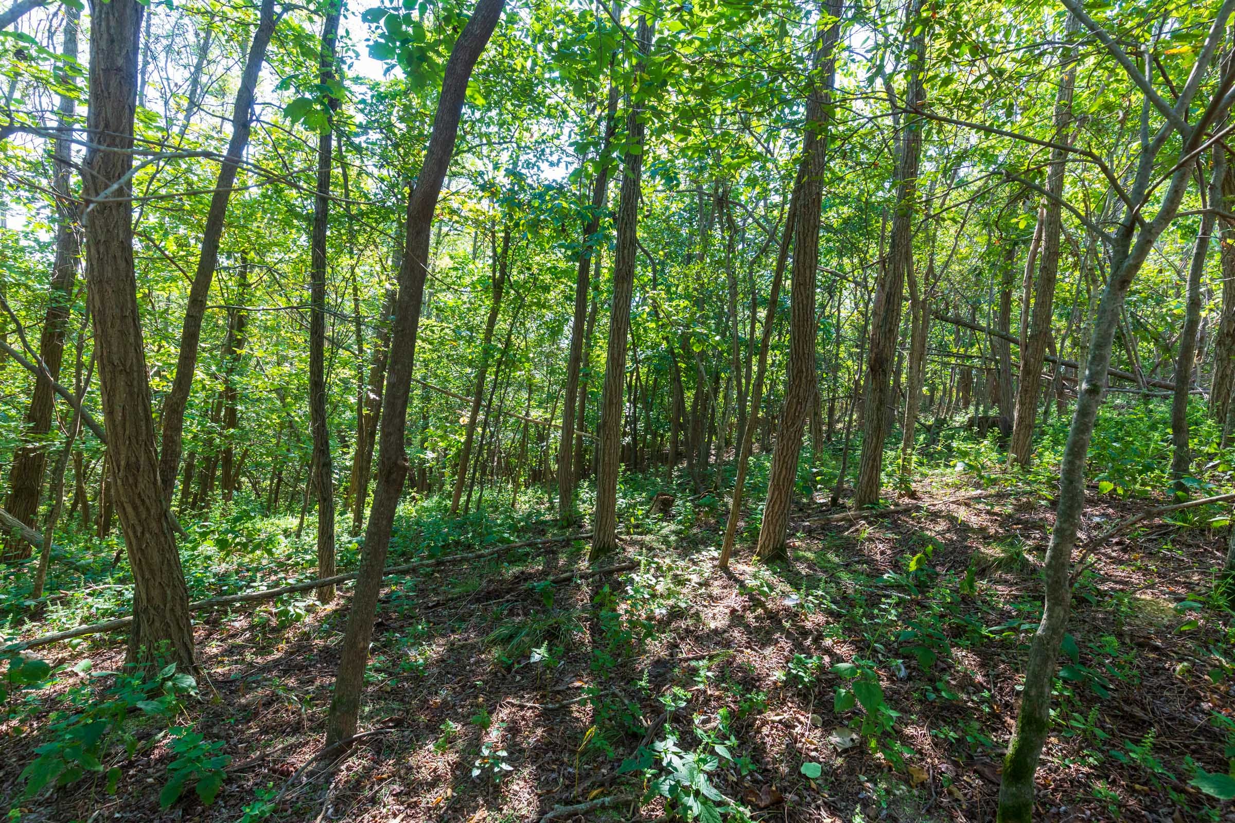 Redemption Ridge Tract 11 photo 9