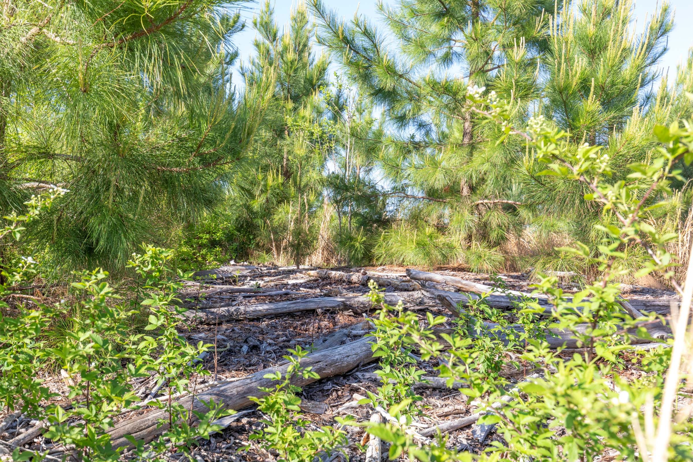 Clear Wood Tract 33 photo 5