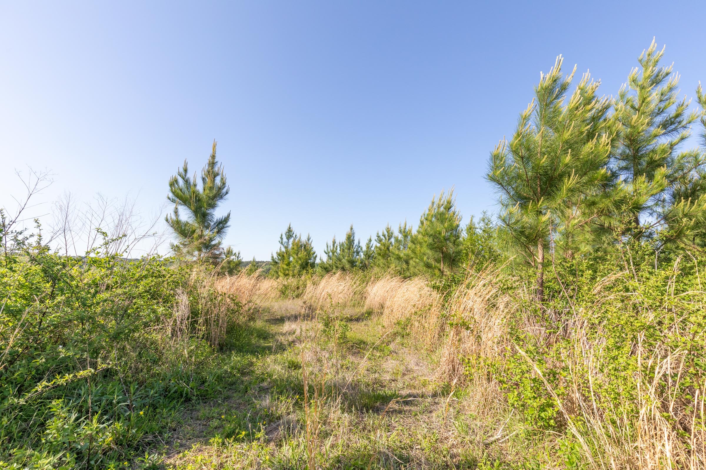 Clear Wood Tract 33 photo 6