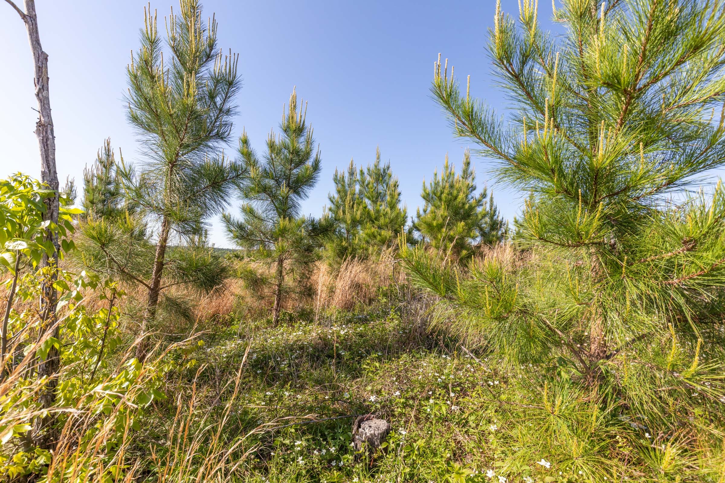 Clear Wood Tract 33 photo 8
