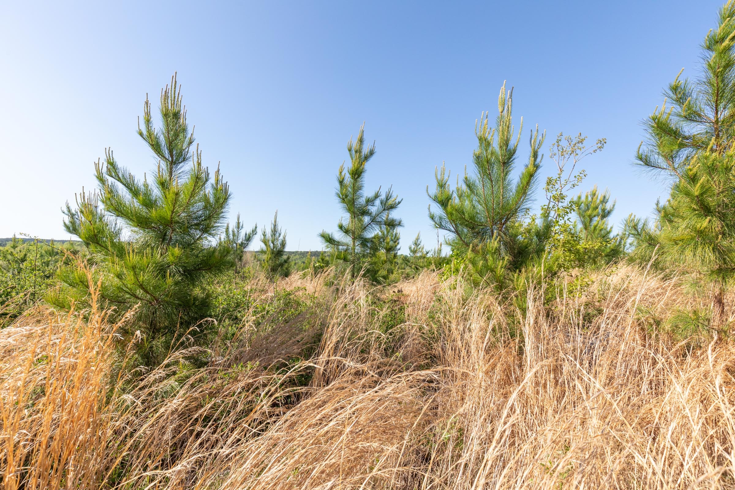 Clear Wood Tract 33 photo 10