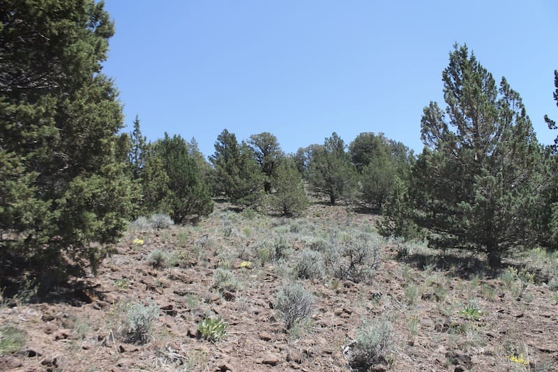 Moon Valley Ranch Tract 199 photo 3