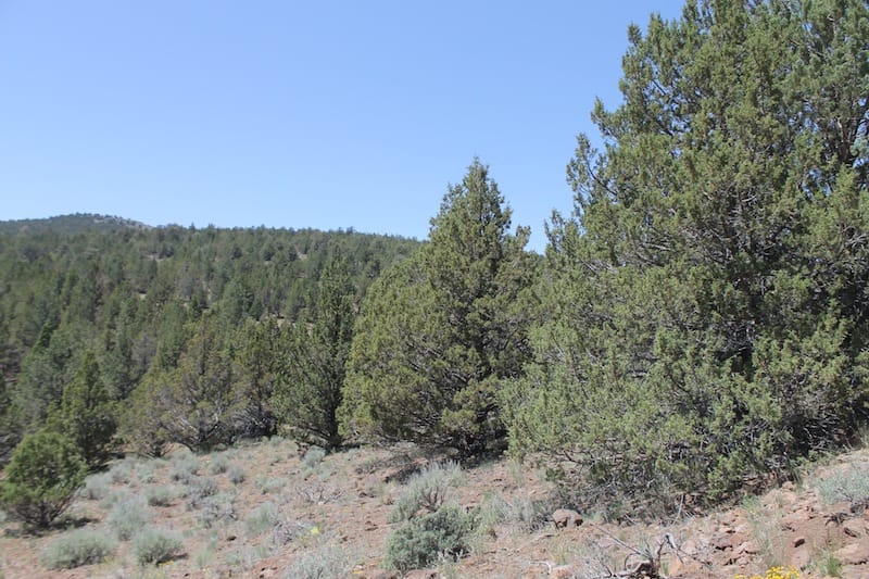 Moon Valley Ranch Tract 199 photo 5