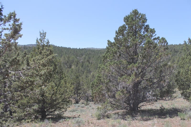 Moon Valley Ranch Tract 199 photo 10