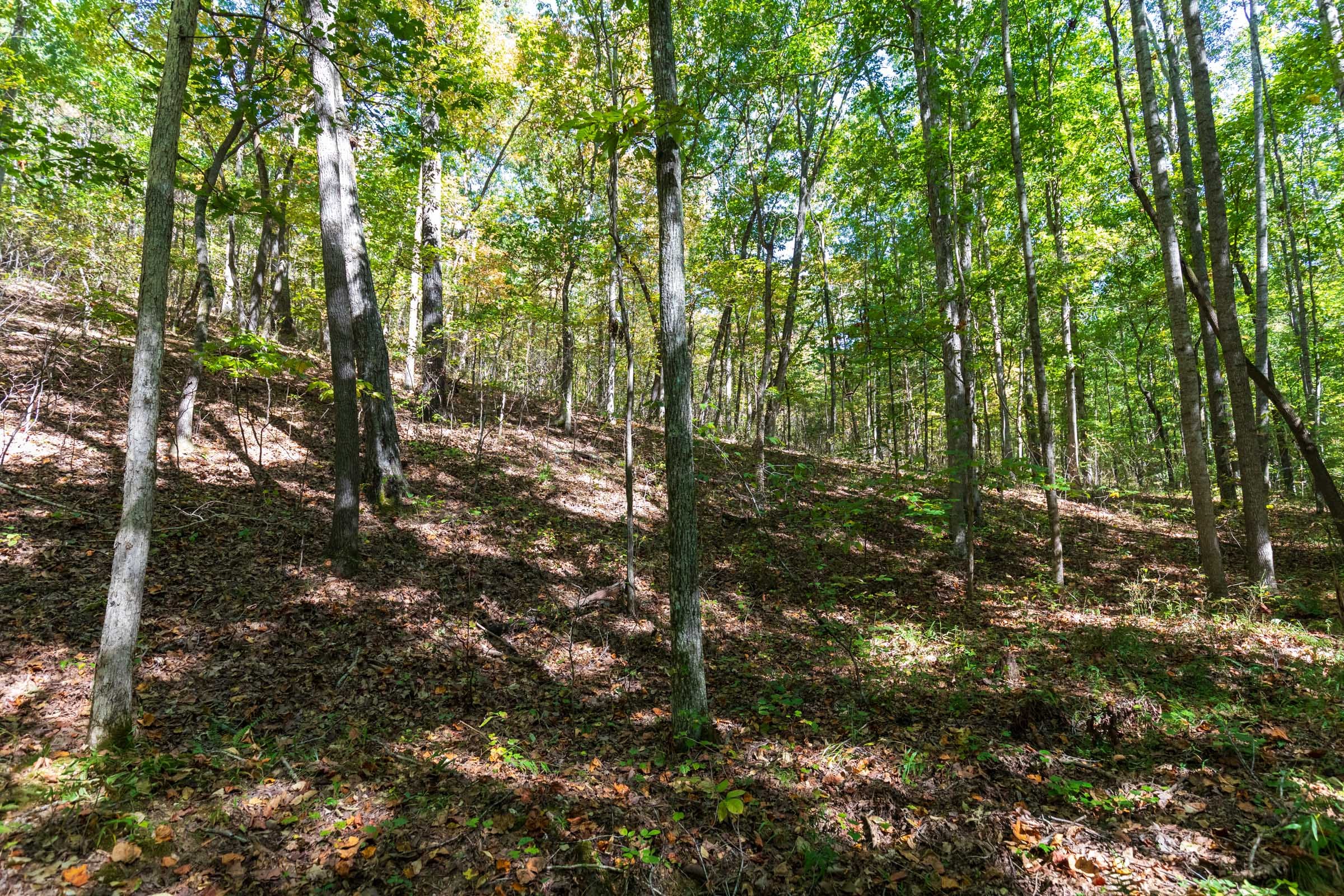 Bear Brook Tract 7 photo 2