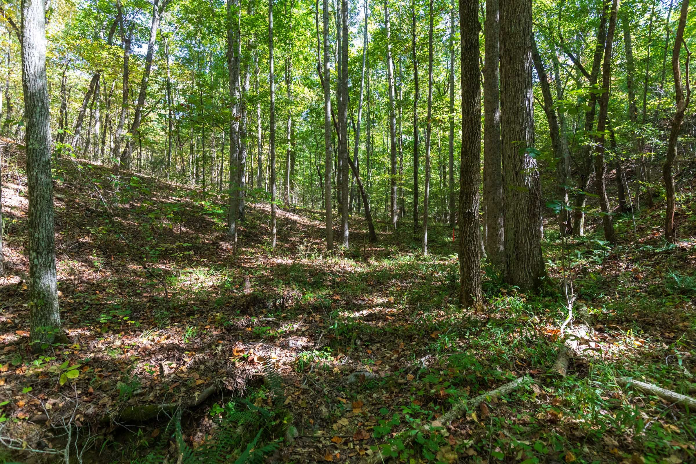 Bear Brook Tract 7 photo 5