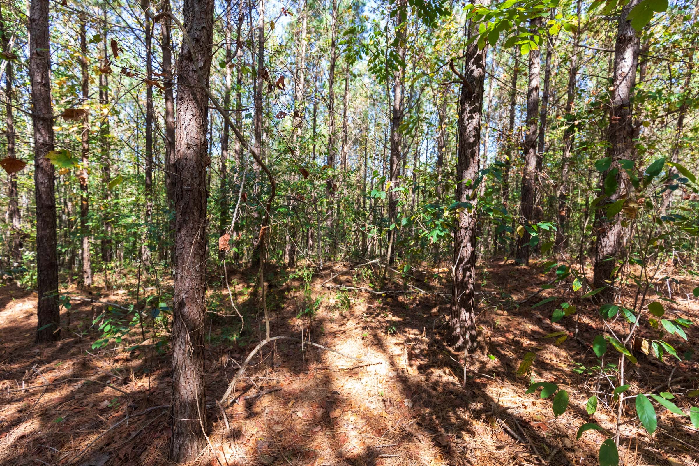 Bear Brook Tract 7 photo 4