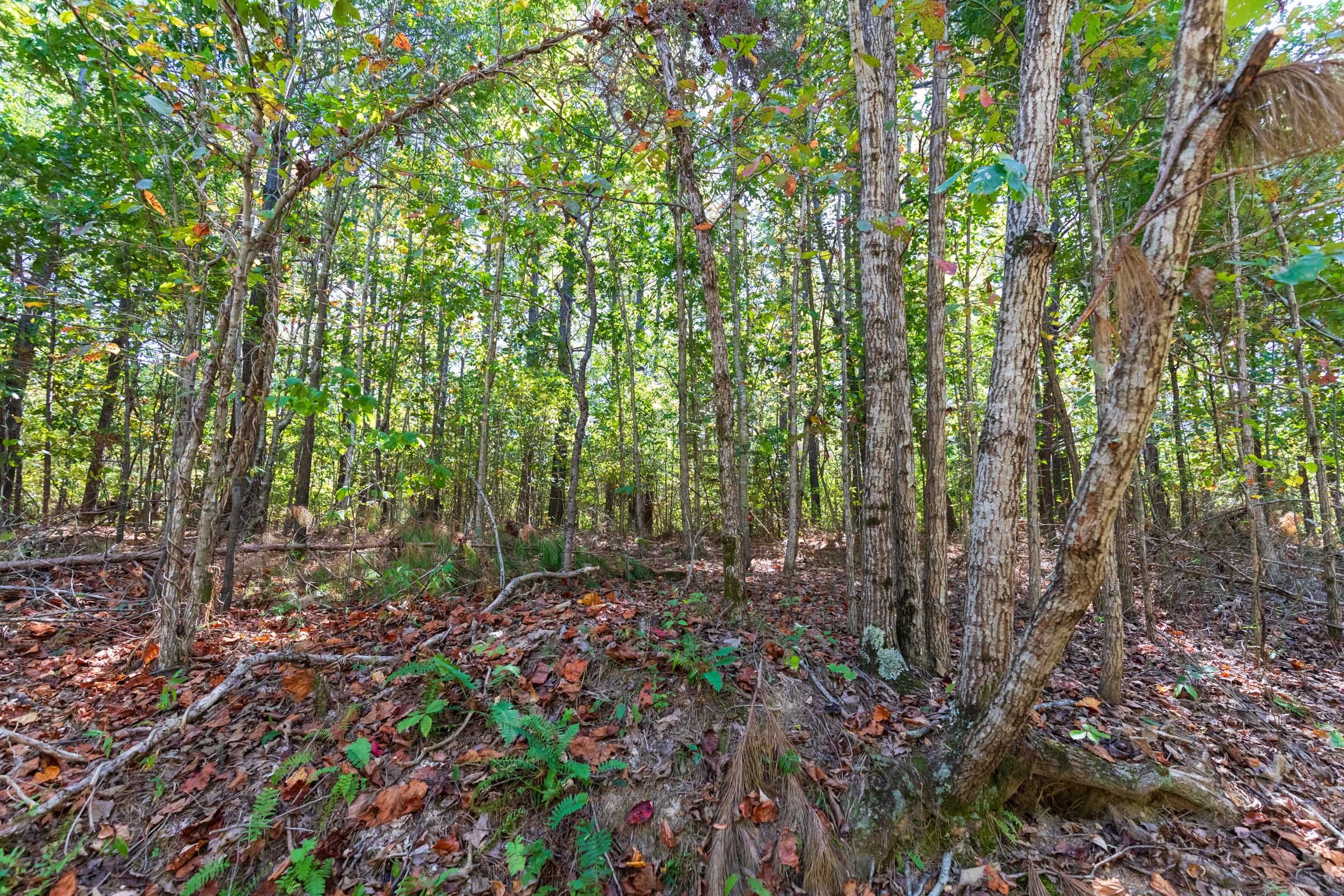 Bear Brook Tract 7 photo 7
