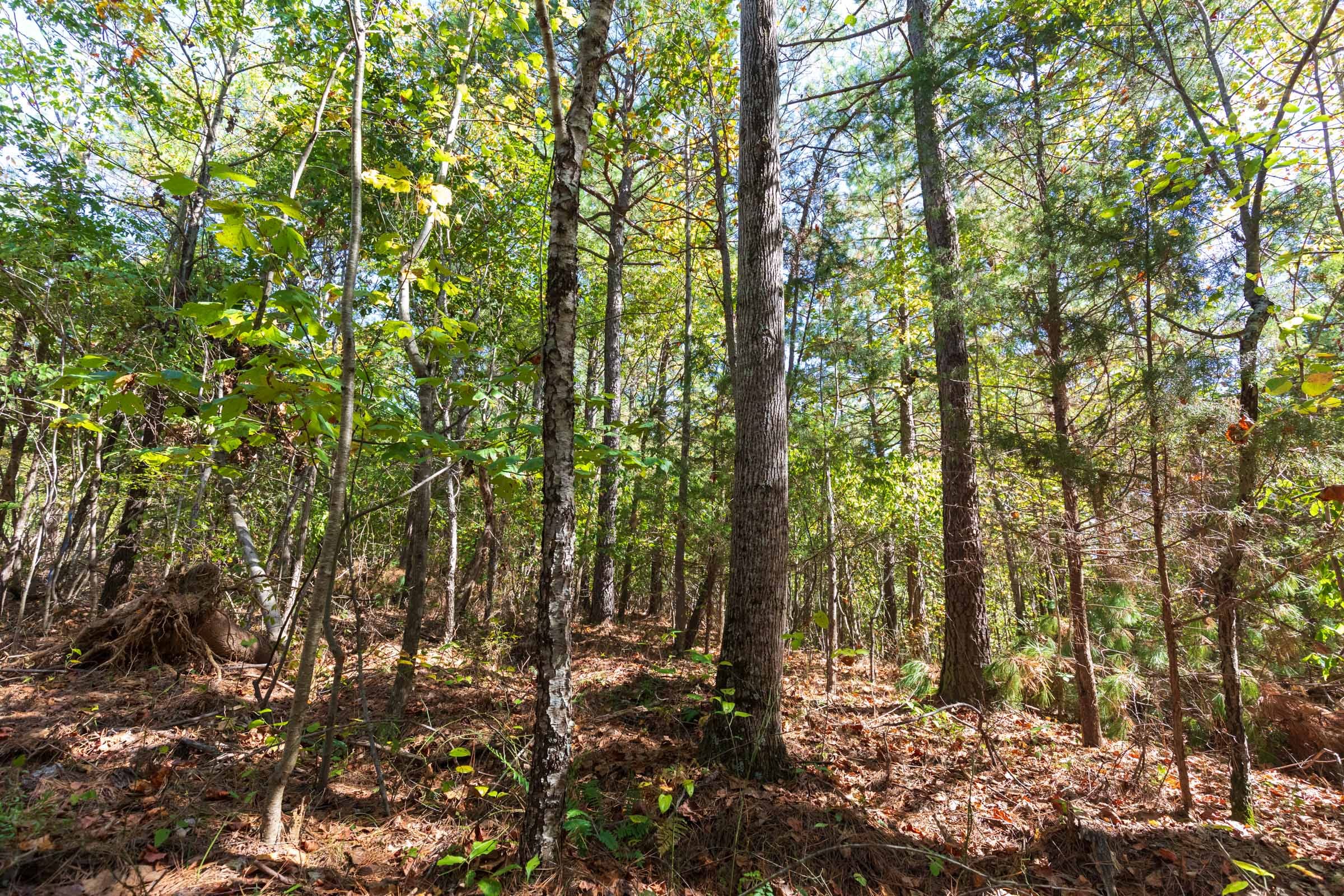 Bear Brook Tract 7 photo 8