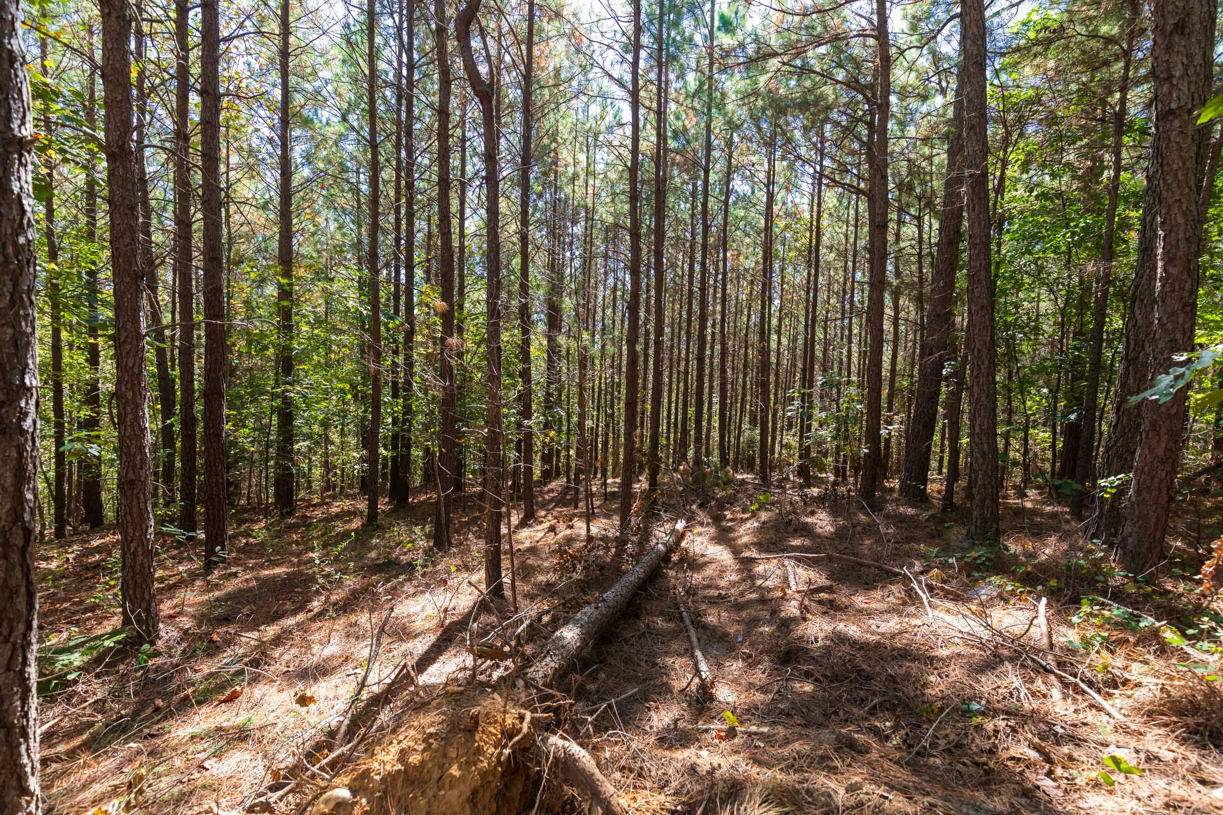 Bear Brook Tract 7 photo 10