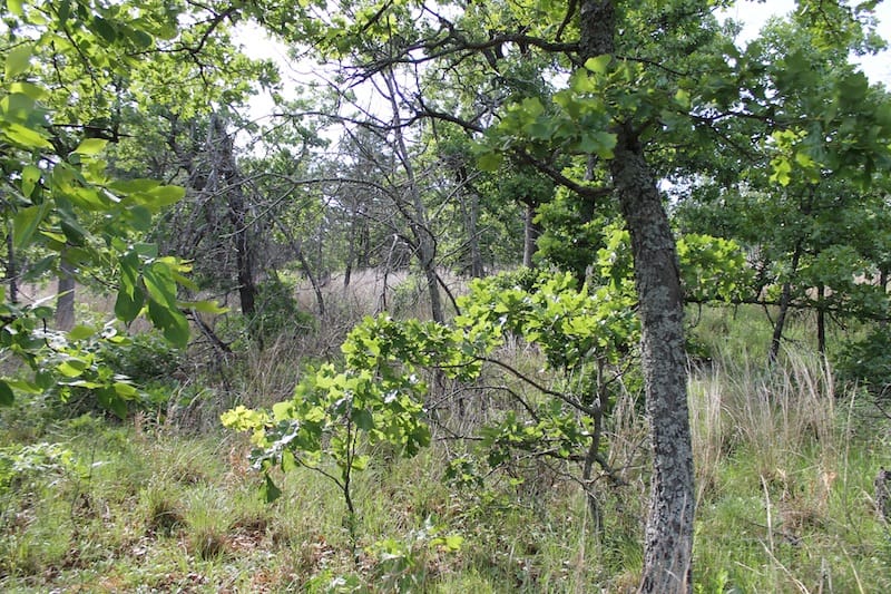 Indian Ridge – Phase II Tract 37 photo 3