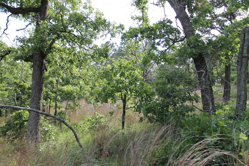 Indian Ridge – Phase II Tract 37 photo 4