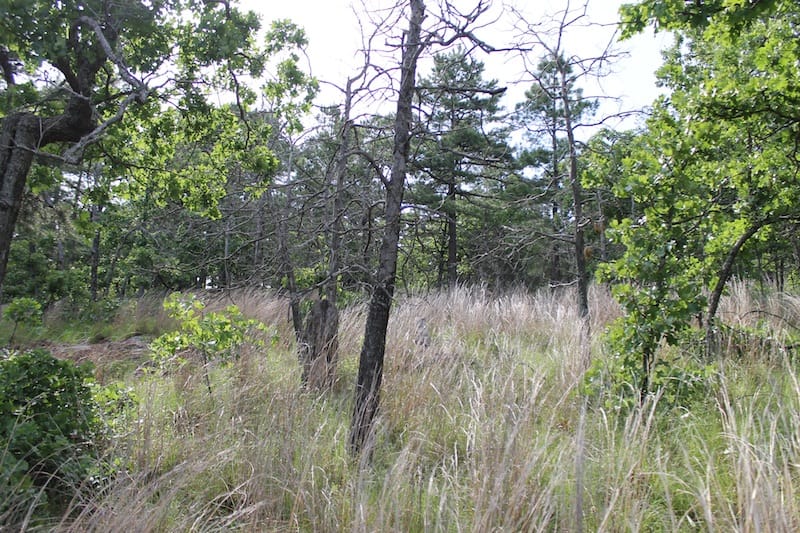 Indian Ridge – Phase II Tract 37 photo 5
