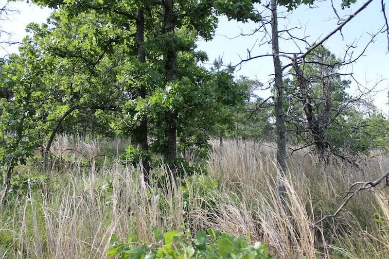 Indian Ridge – Phase II Tract 37 photo 6