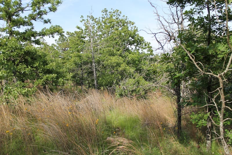 Indian Ridge – Phase II Tract 37 photo 8