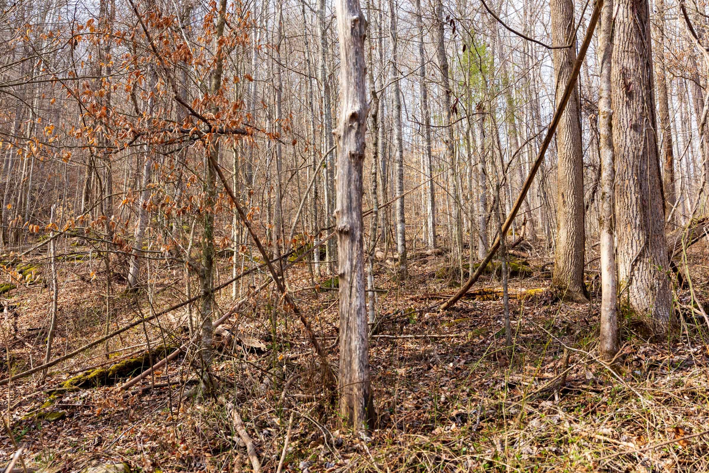 Blackstone Mountain Phase II Tract 66 photo 5