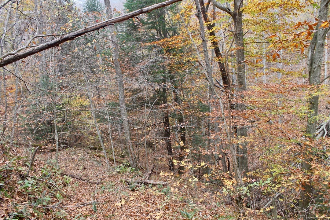 Autumn Ridge Tract 4 photo 3