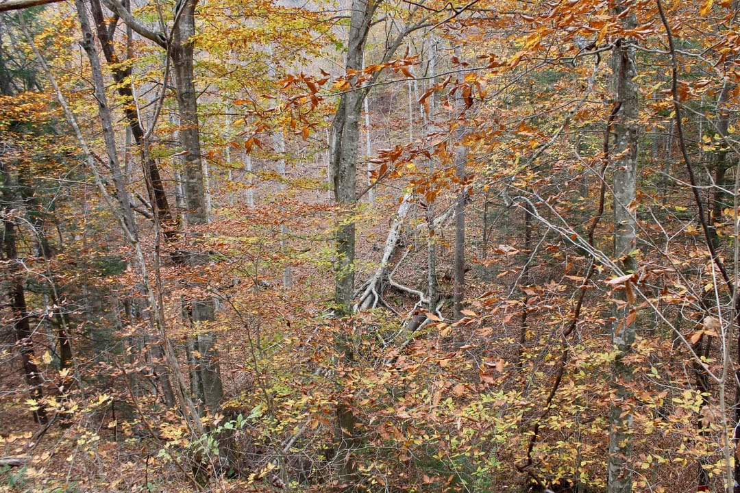 Autumn Ridge Tract 4 photo 4