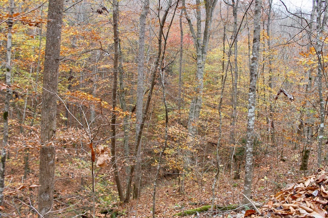 Autumn Ridge Tract 4 photo 5