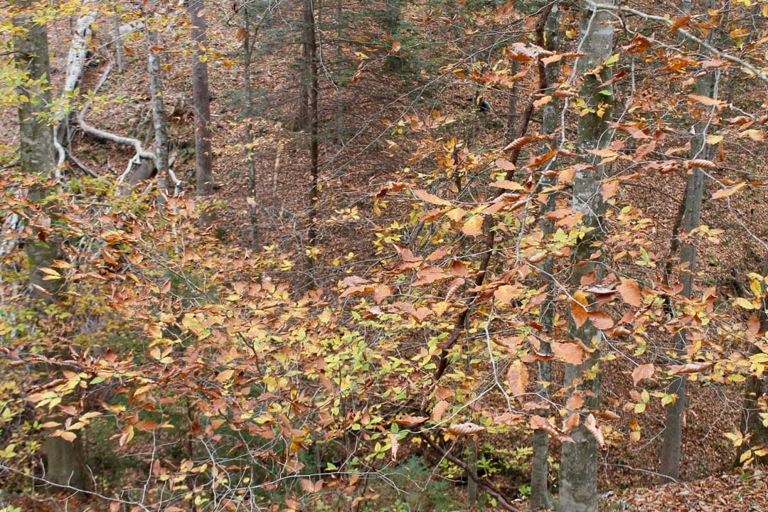 Autumn Ridge Tract 4 photo 6
