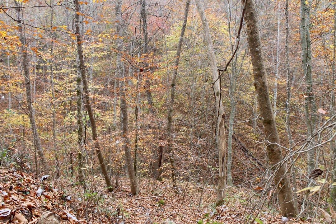 Autumn Ridge Tract 4 photo 8
