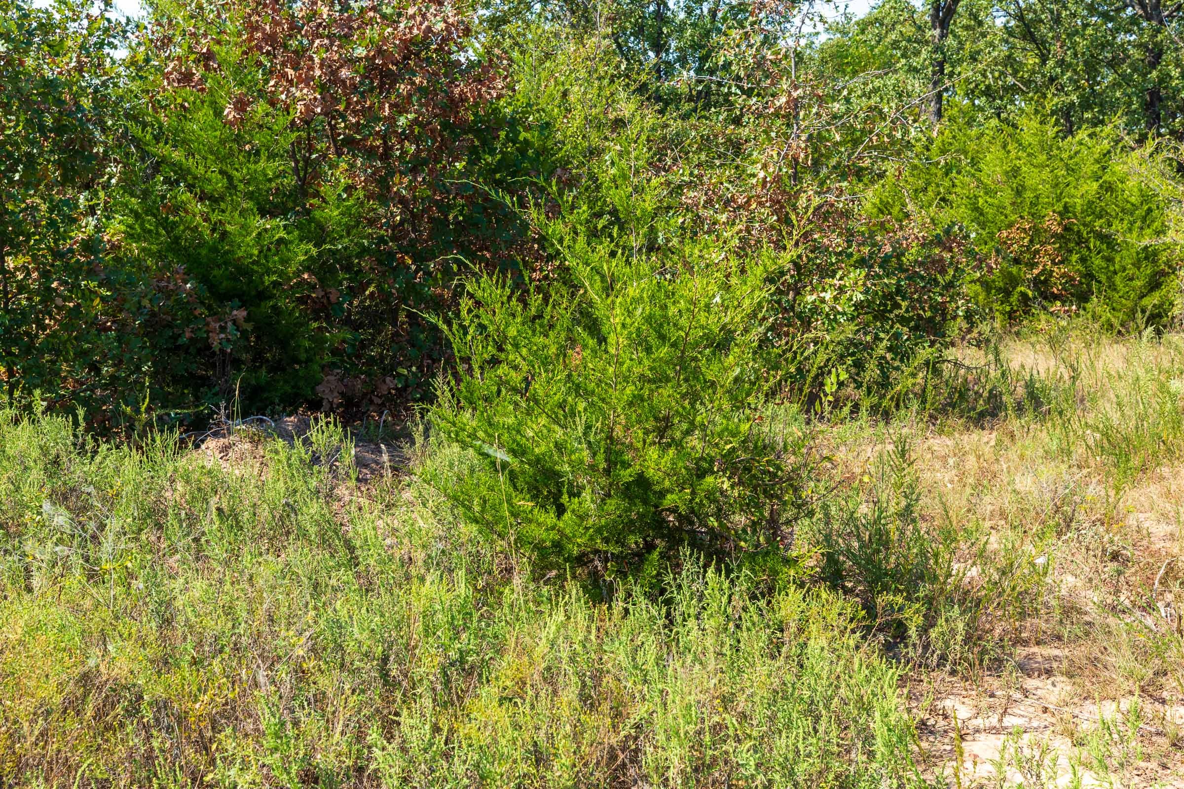 Canyon Creek Tract 16 photo 3