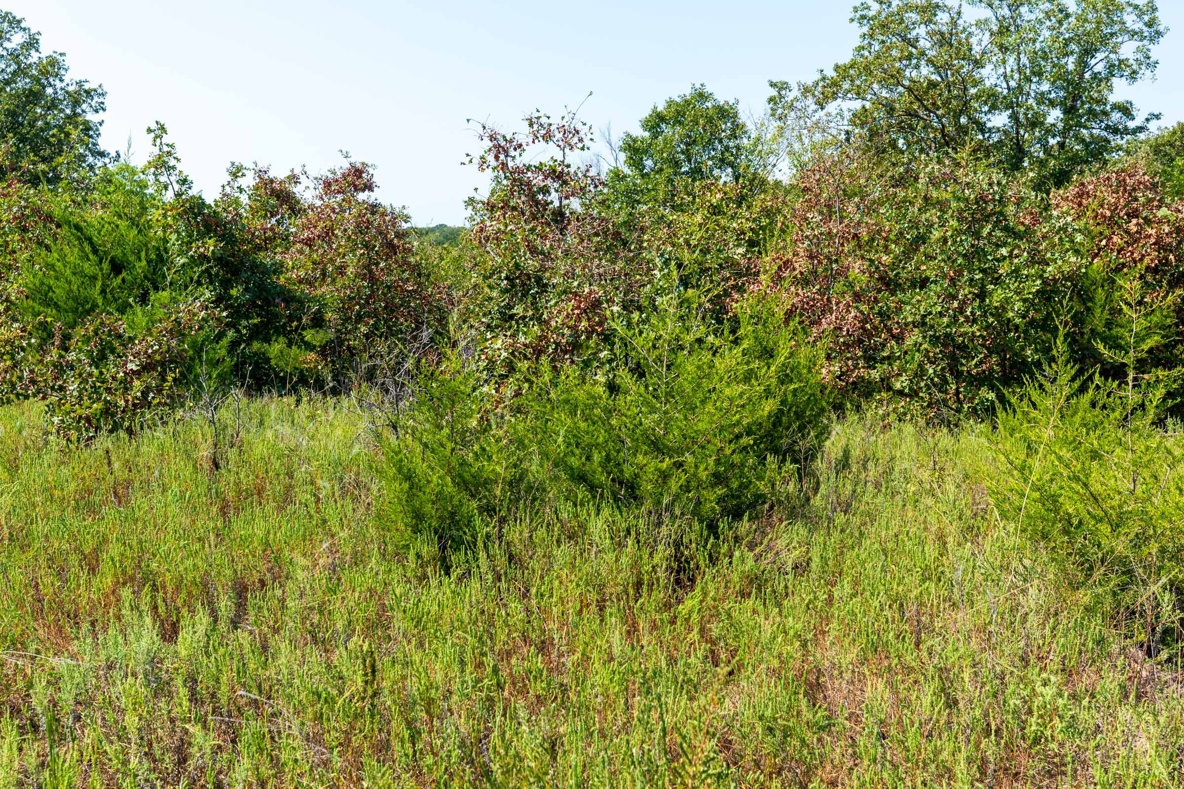 Canyon Creek Tract 16 photo 6